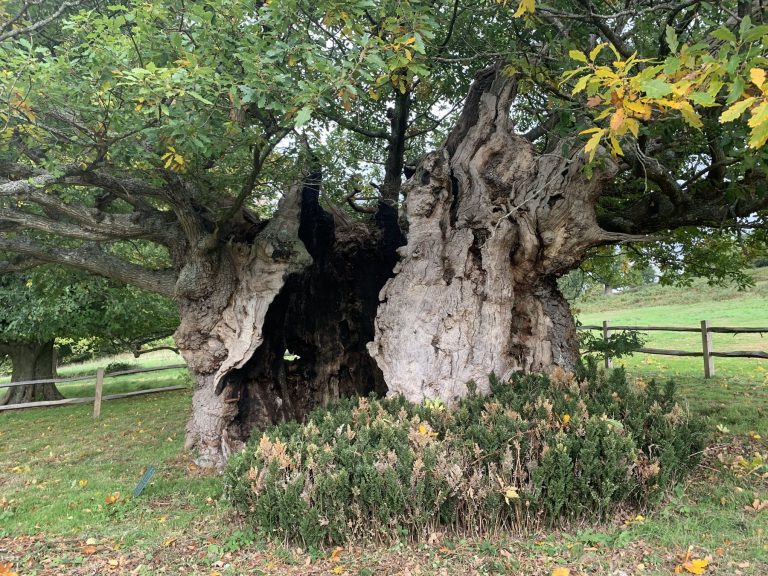 Ancient tree with large hollow