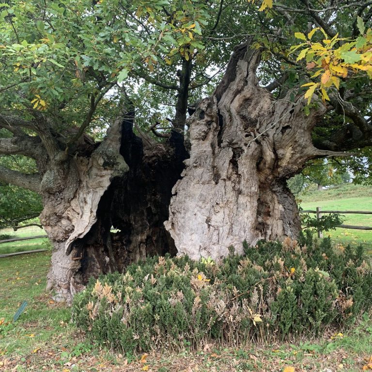 Ancient tree with large hollow