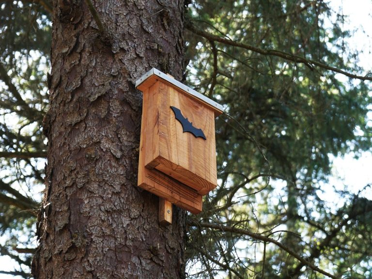 tree with a bat box attached to its trunk