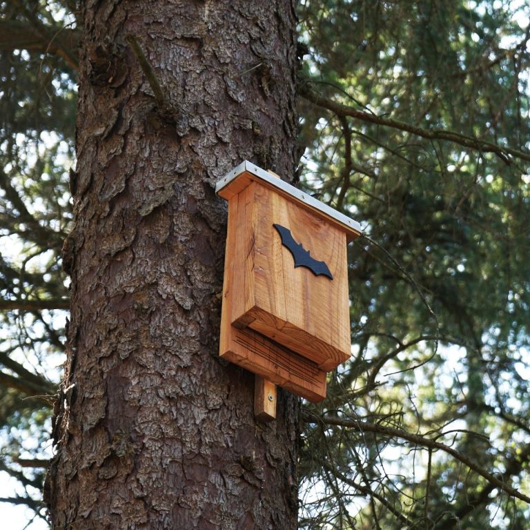 Tree with a Bat Box attached