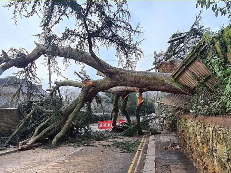 Tree fallen into middle of road and damaging a fence in the process and blocking the road entirely