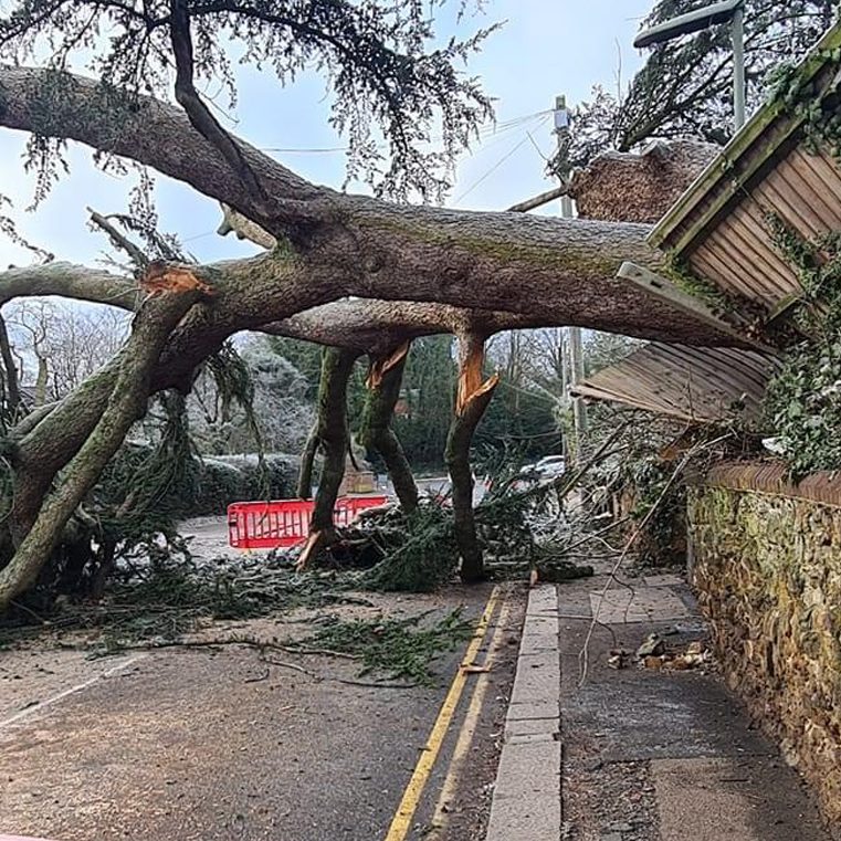 Tree fallen into middle of road and damaging a fence in the process and blocking the road entirely