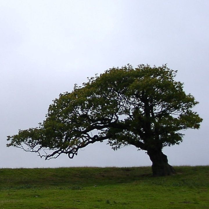 Single tree pictured against a grey-skies backdrop, photo taken by Keith of arb consultancy