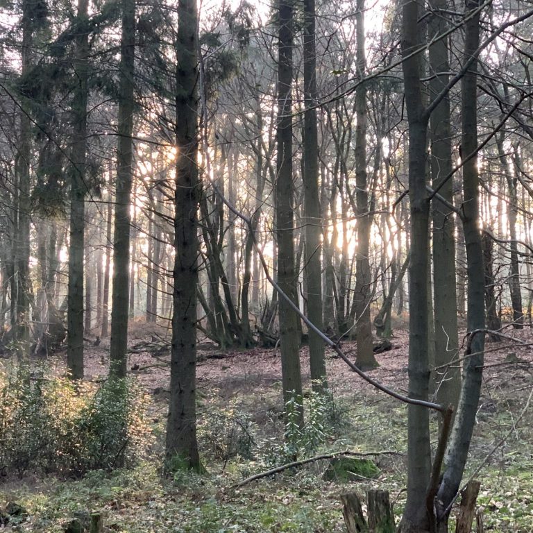 English woodland